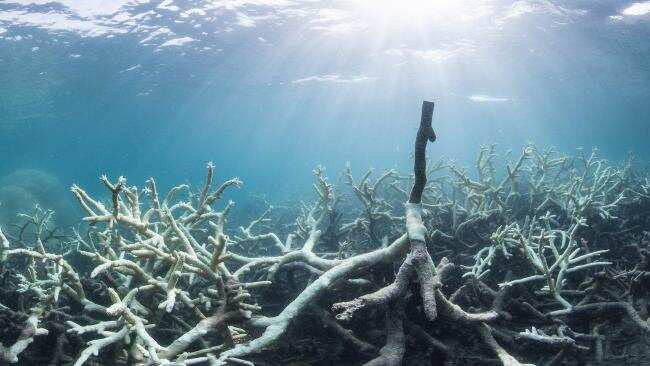The Great Barrier Reef Marine Park Authority said that during 2016 the reef died “due to the worst mass bleaching event on record”