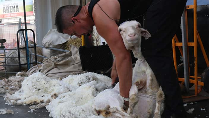 easter show