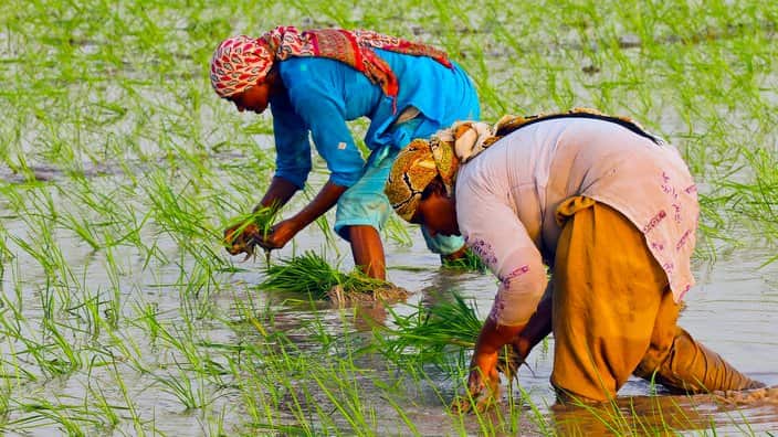Pakistani women plant paddy seedlings in Narowal, Pakistan, 07 July 2014. 