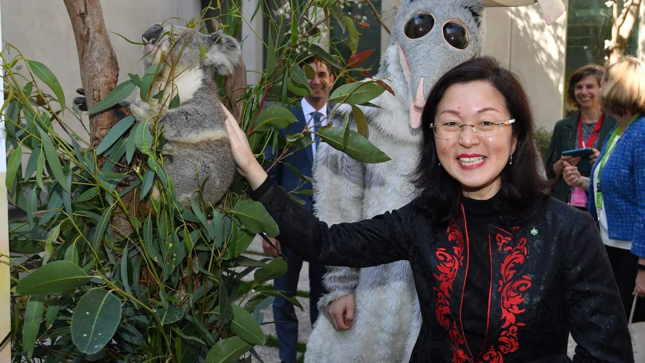 Liberal member for Chisholm Gladys Liu pats a koala during a National Threatened Species Day event at Parliament House in Canberra, 10 September 2019.