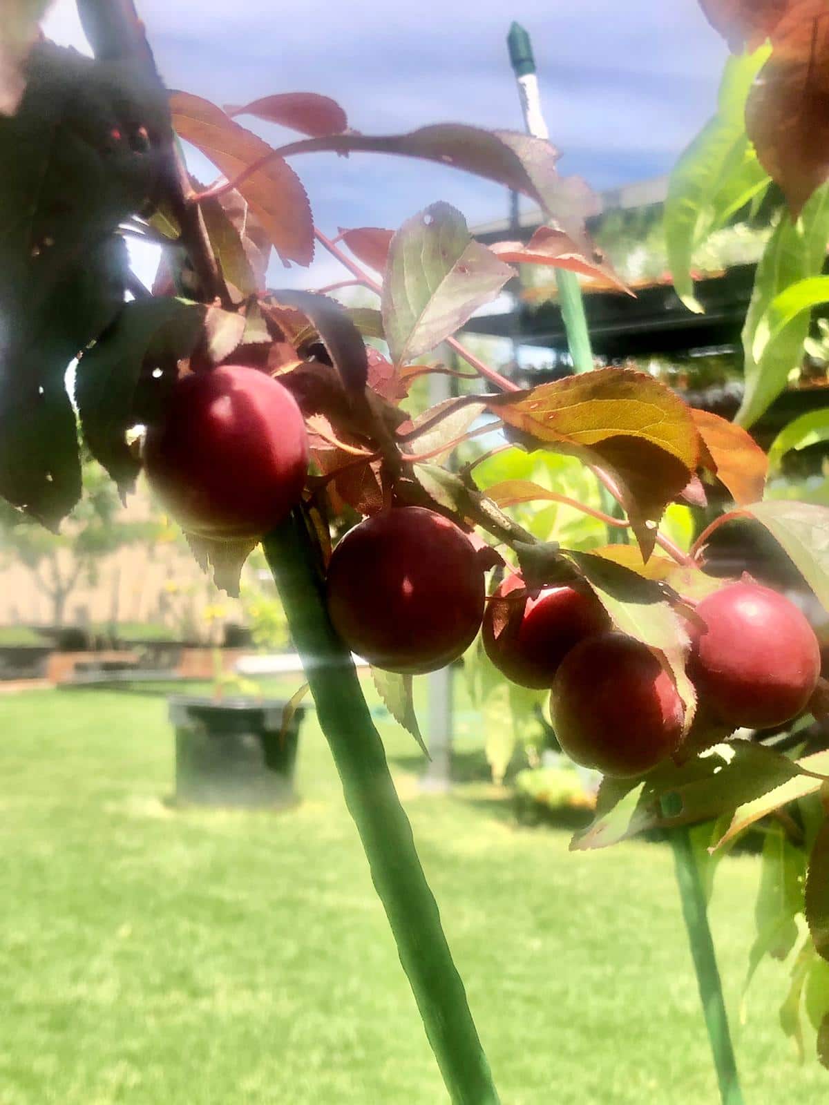 types of fruit on a single tree