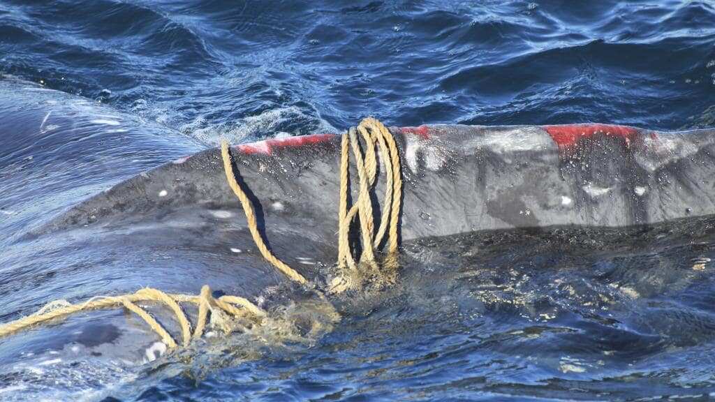 An image of the trapped whale off Bondi Beach