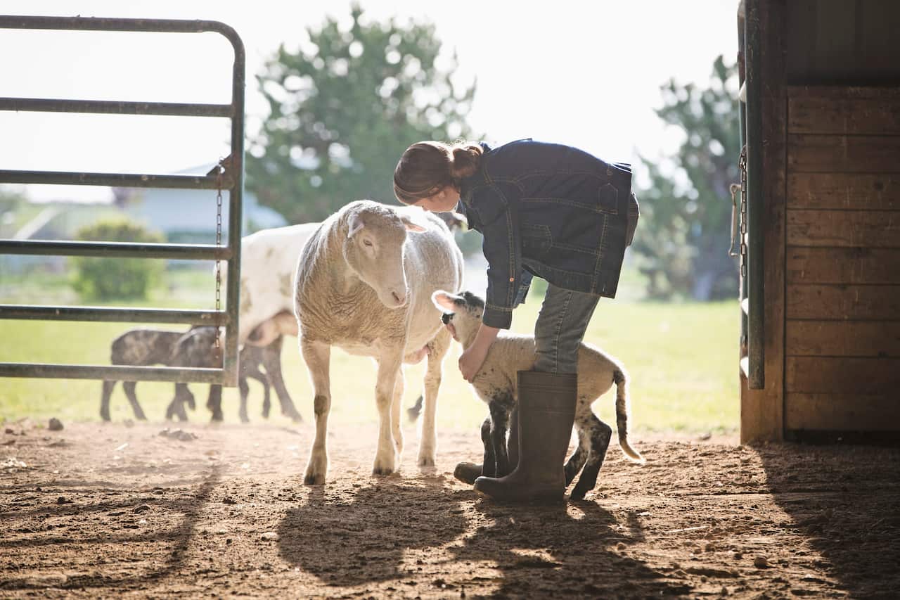 Sheep watching mixed race girl petting lamb in barn