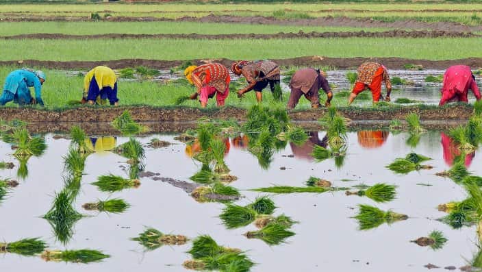 Pakistani women planting paddy rice.