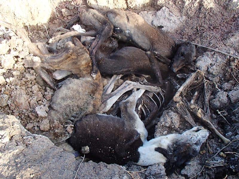 Nine Greyhounds found in a mass grave