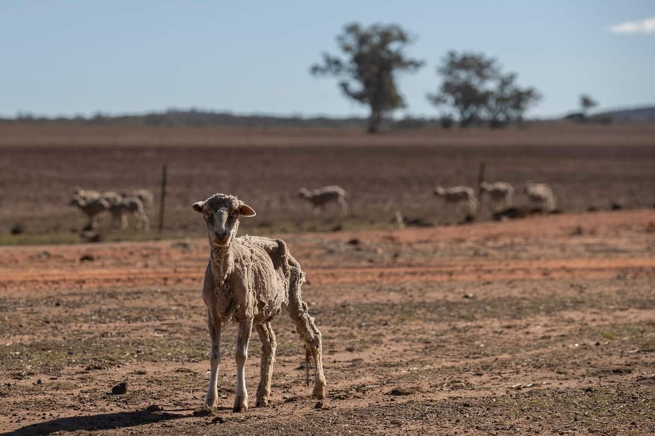 Much of Australia is being gripped by drought.