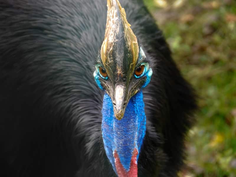 cassowary