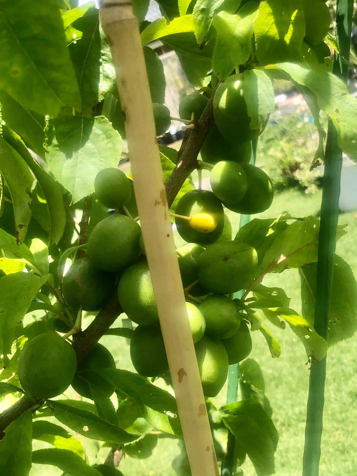 types of fruit on a single tree