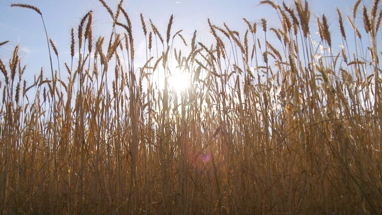 The wheat fields on Narramine Station.