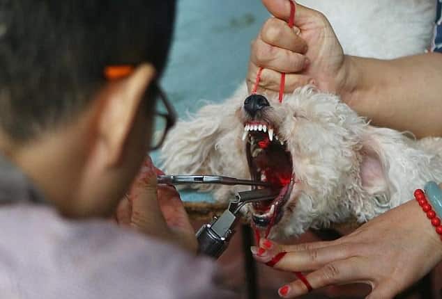 Mr Zeng reportedly offers the surgery at a cost from £5 to £11, depending on the dog's size
