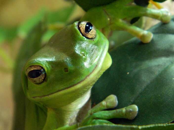 Macedonian Photography