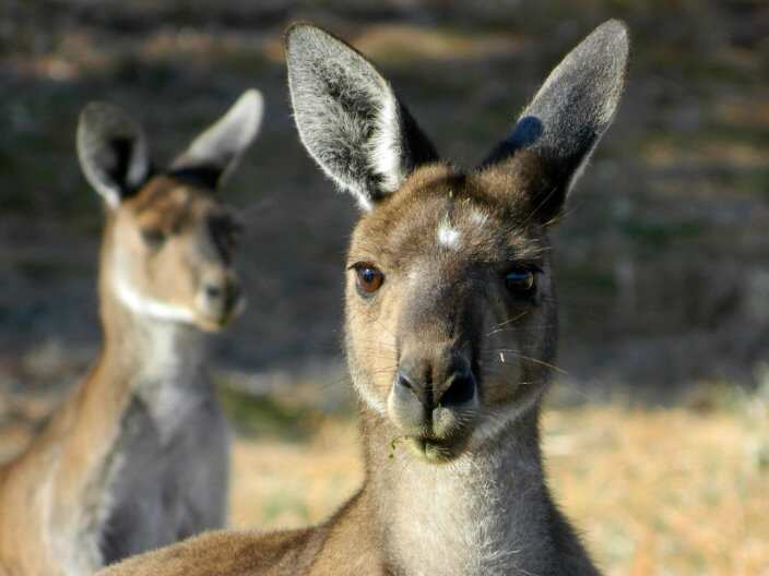 Macedonian Photography