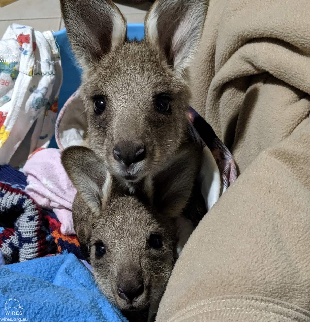 Two of the surviving joeys.