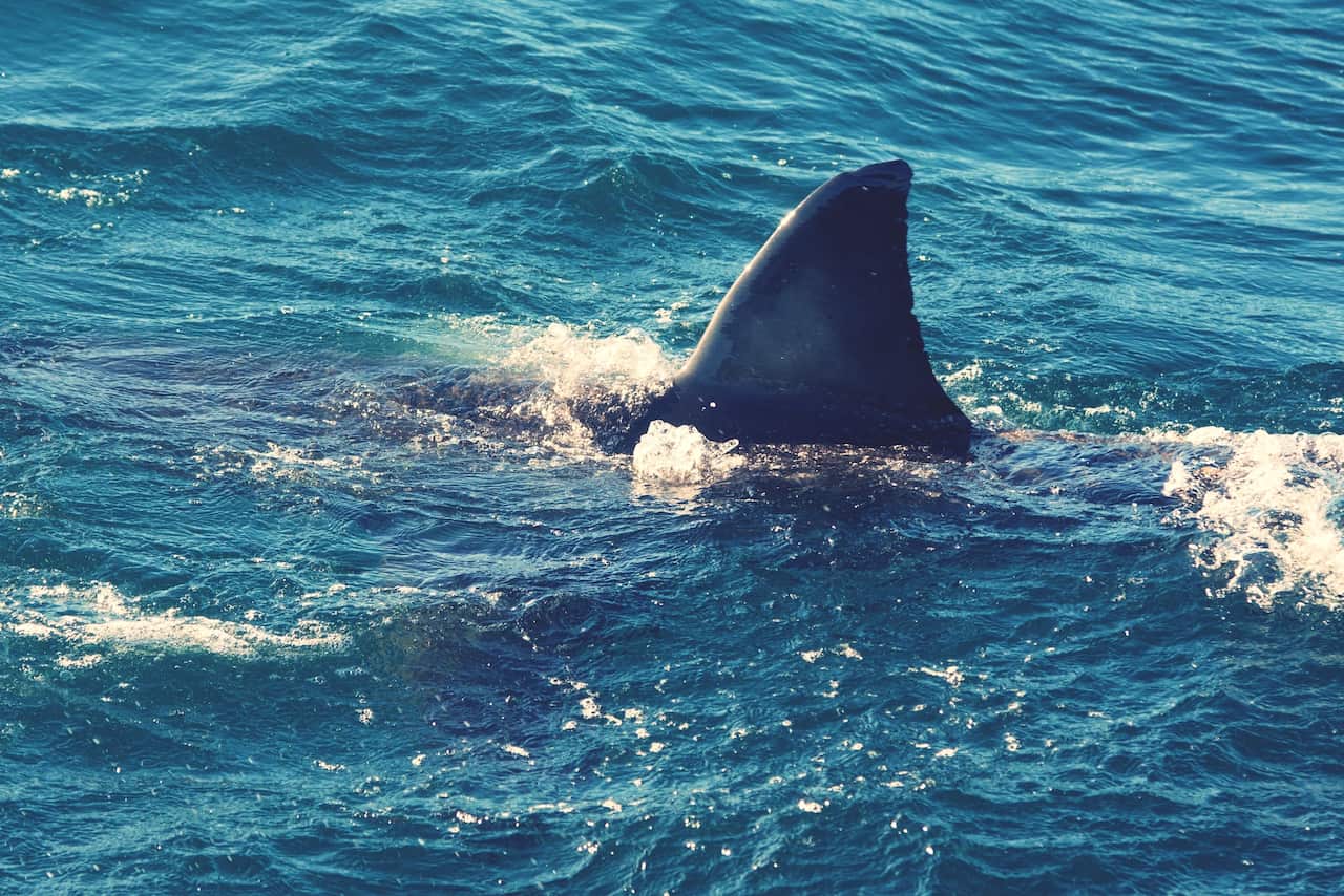 A shark swims in rough waters.