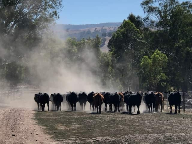 Having enough feed for their cattle is of concern for Olivia and Tom Lawson, especially during drought.