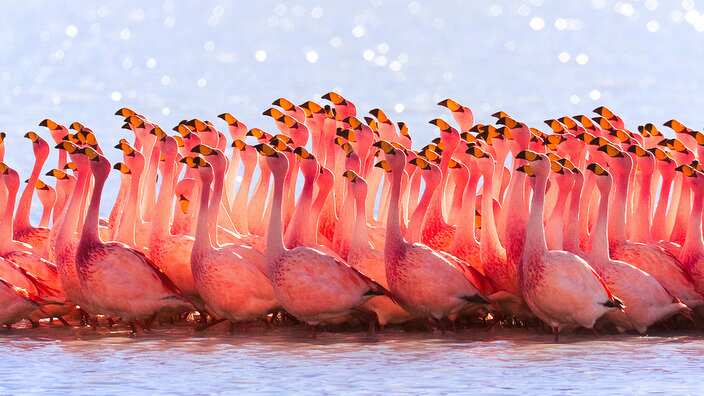Flamingos, Bolivia.
