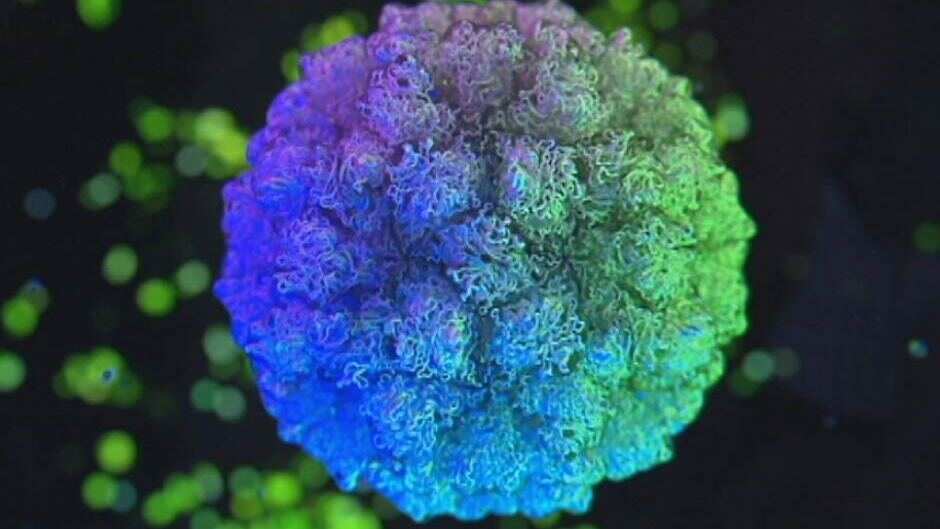 A new strain of norovirus causing gastro