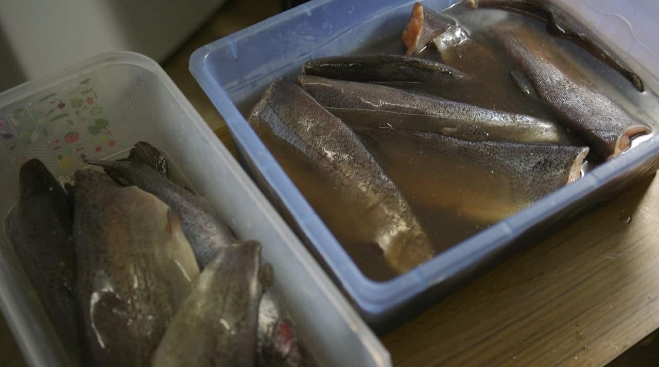 Each piece trout is soaked in a special brine for several hours before being smoked