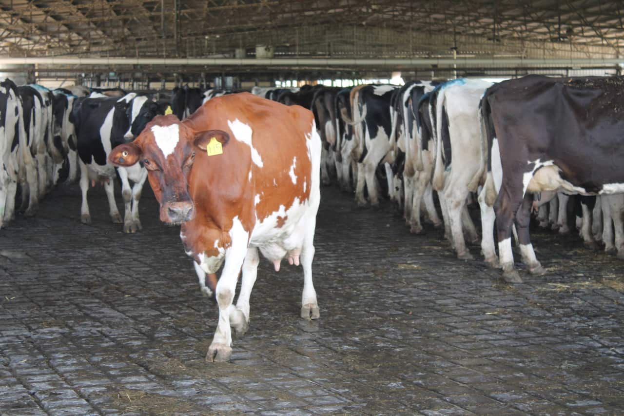 Maleny Dairies