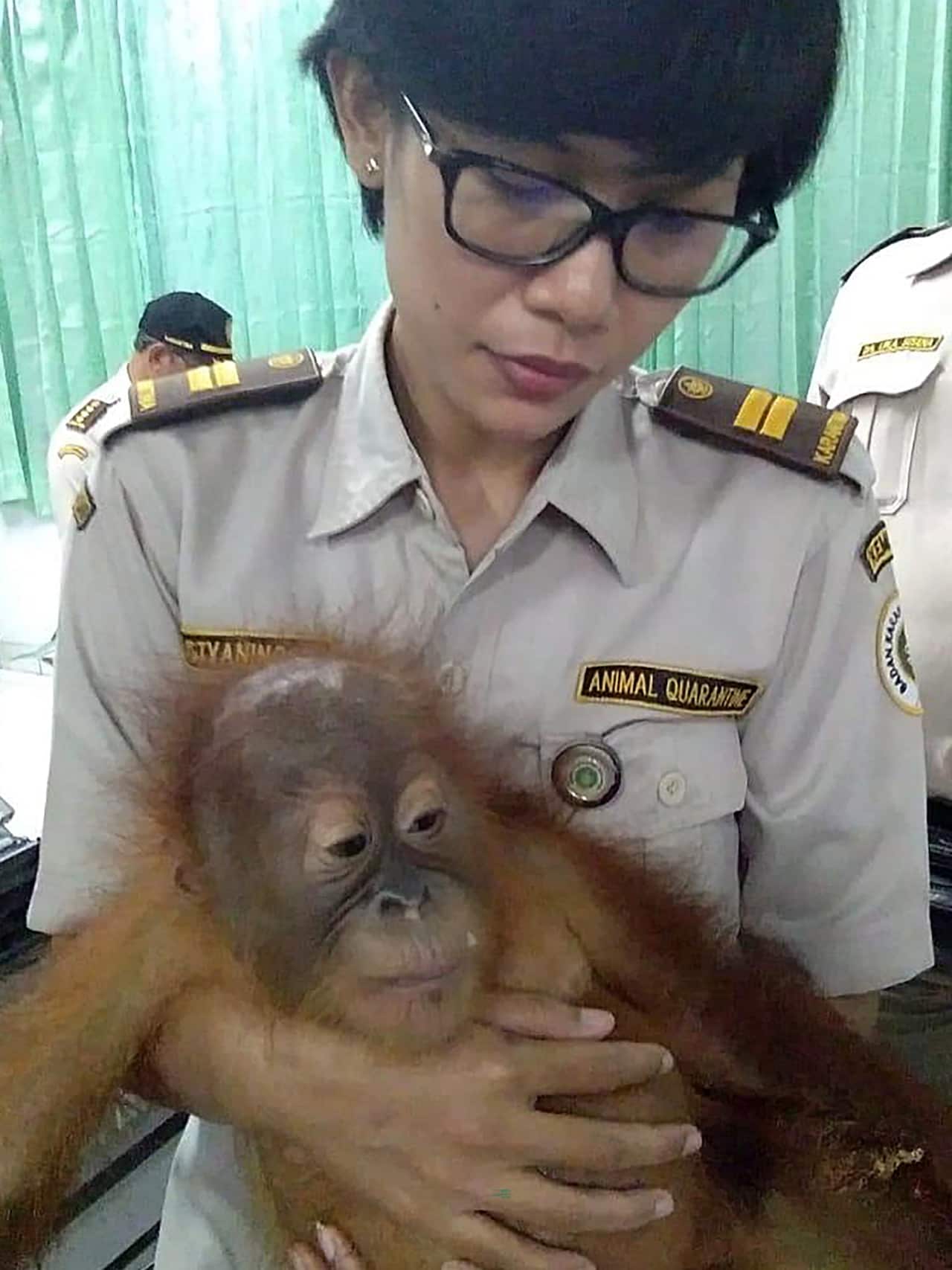 The two year old orangutan.