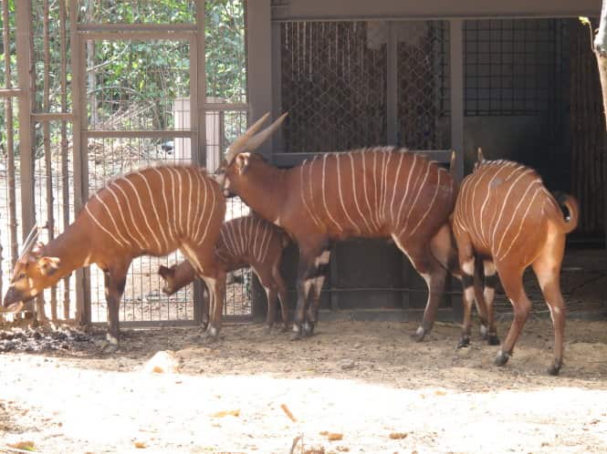 Bongo