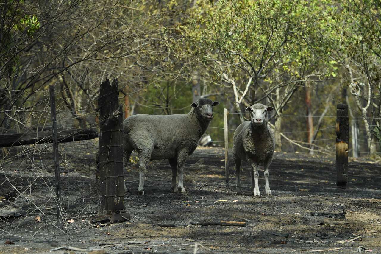 Sheep are seen on a fire-damaged property in Sarsfield, East Gippsland, Victoria.