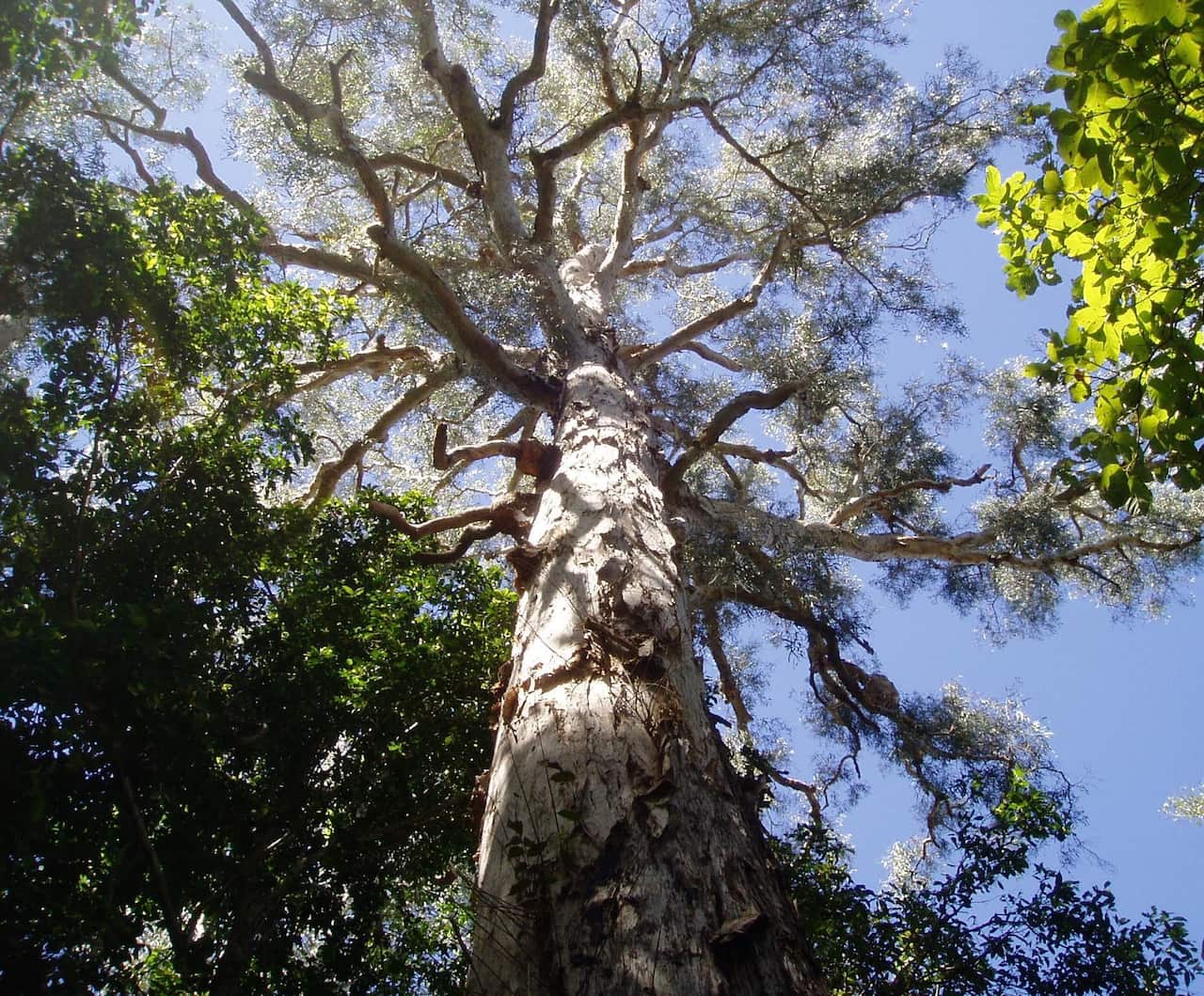 A sacred paperbark tree at Djiliwirri