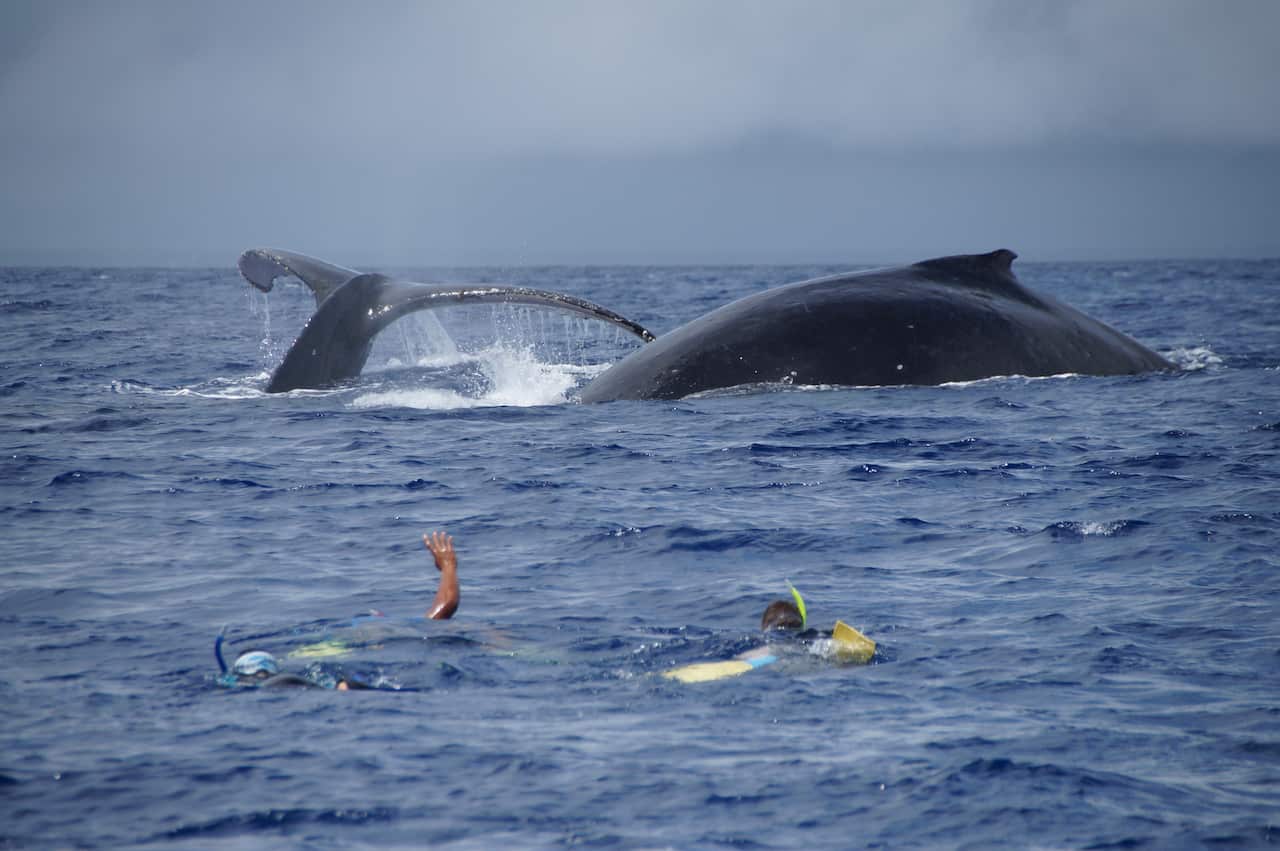 Whale watching