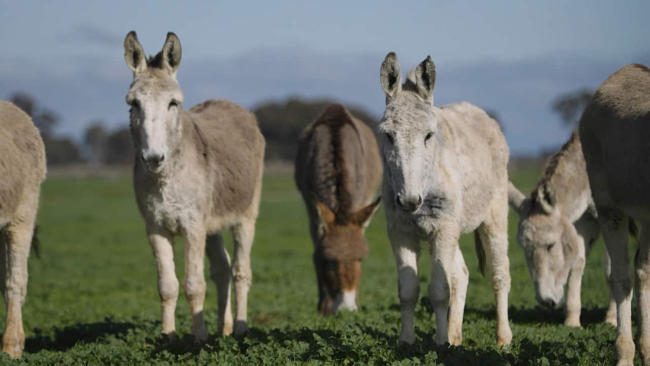 donkey