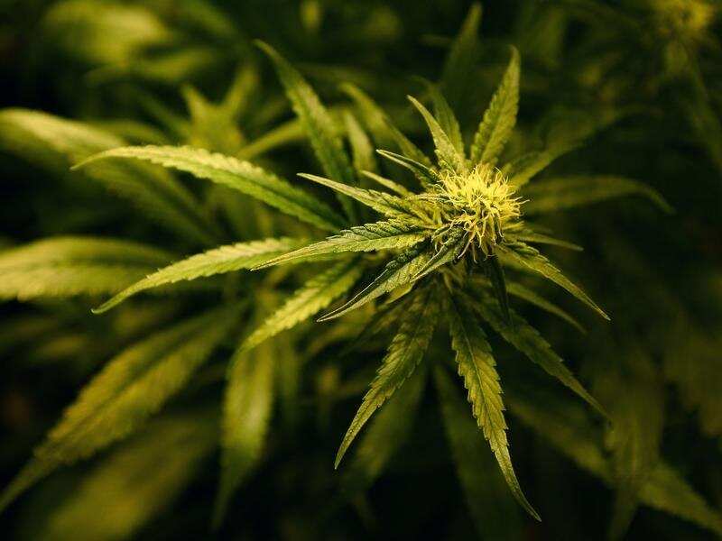 Canada has passed a landmark law that legalises the recreational use of marijuana nationwide.