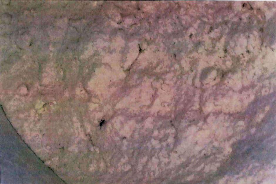 Flour found infested with insects