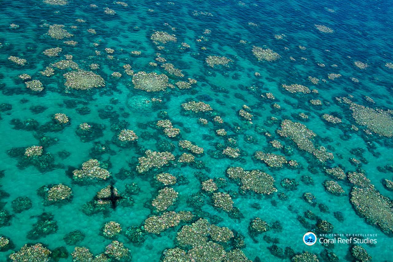 Recent aerial surveys revealed only the southern third of the Great Barrier Reef has escaped unscathed from coral bleaching.