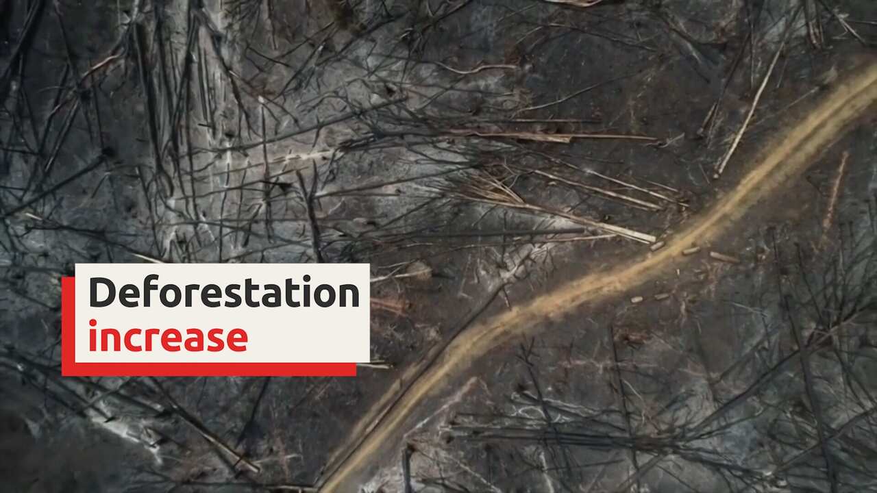 April 2020 brings the highest rate of forest loss in Brazil's Amazon rainforest