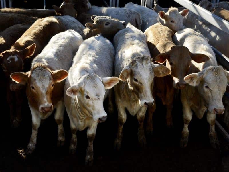 CATTLE IN PEN