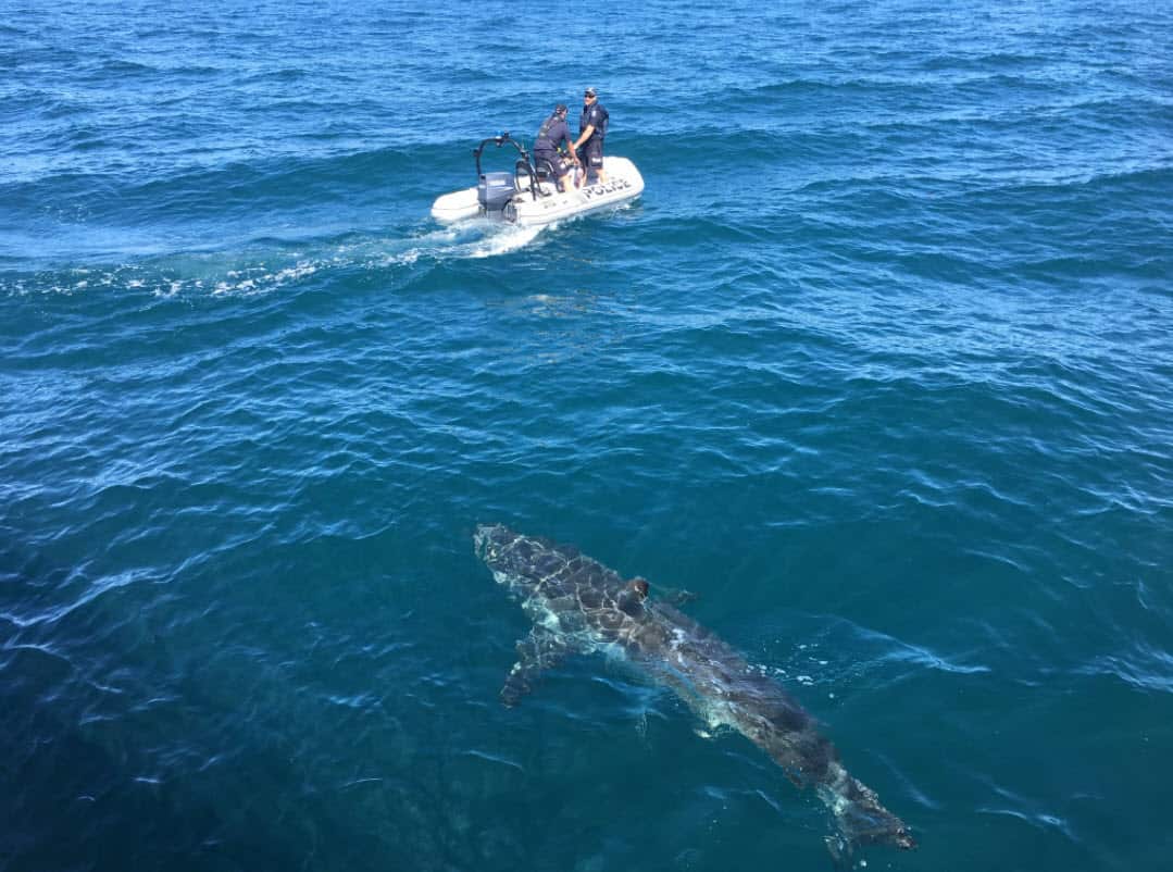 South Australia Police followed by a great white shark.