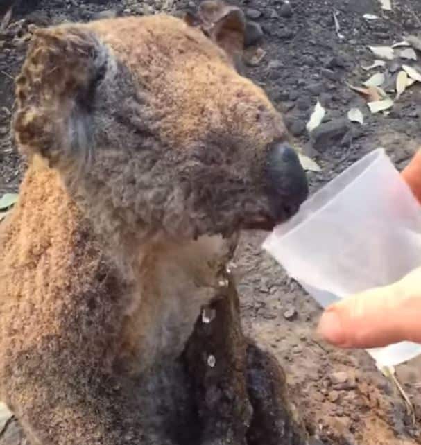 Facebook/Koala Hospital Port Macquarie