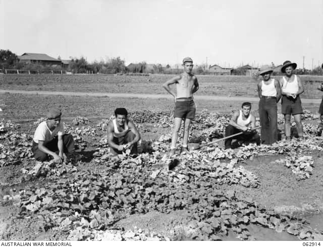 Italian prisoners or war in Hay, NSW, 1944