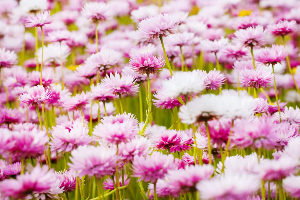 Western Australia Paper Daisies