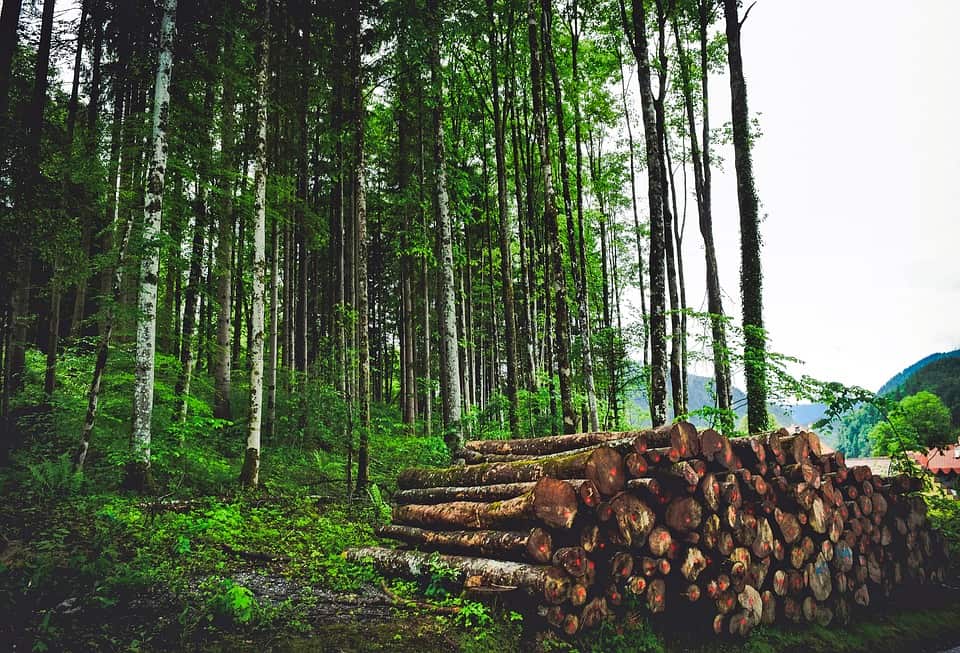the clearing of forests to make way for farmland