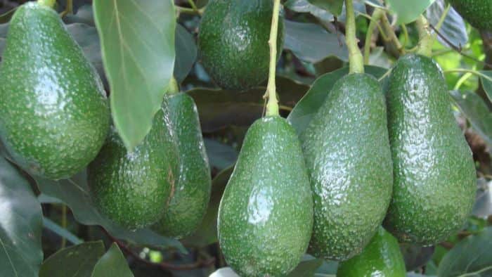 Avozilla
