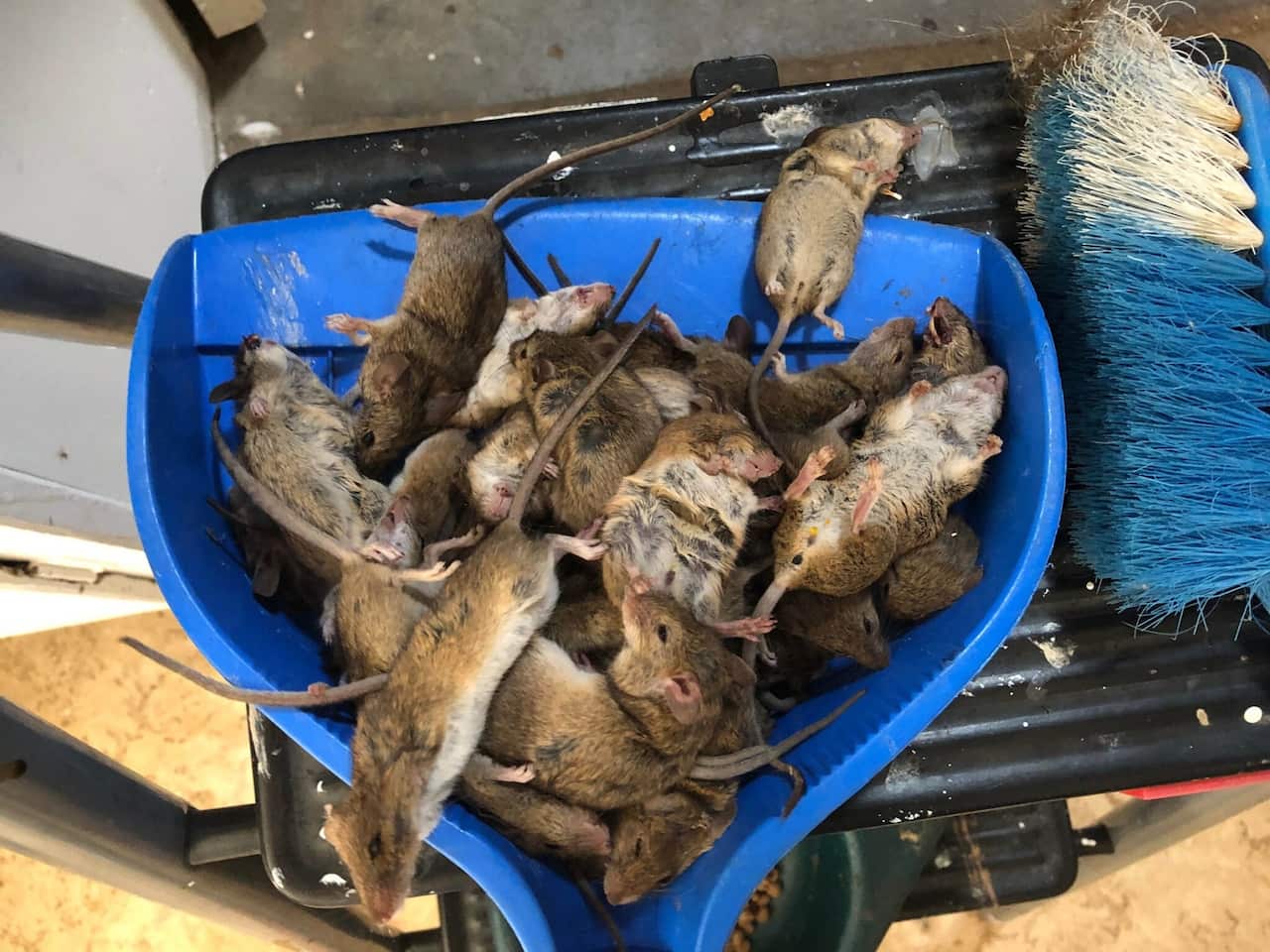 The mouse population in some parts of regional NSW has exploded in recent months