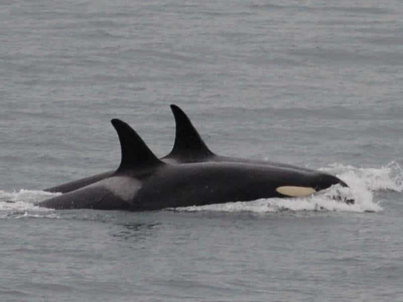 Orca whale