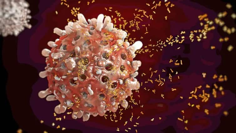 B cells, once trained to identify a threat, create antibodies specific to that threat that help destroy it. Christoph Burgstedt/Shutterstock