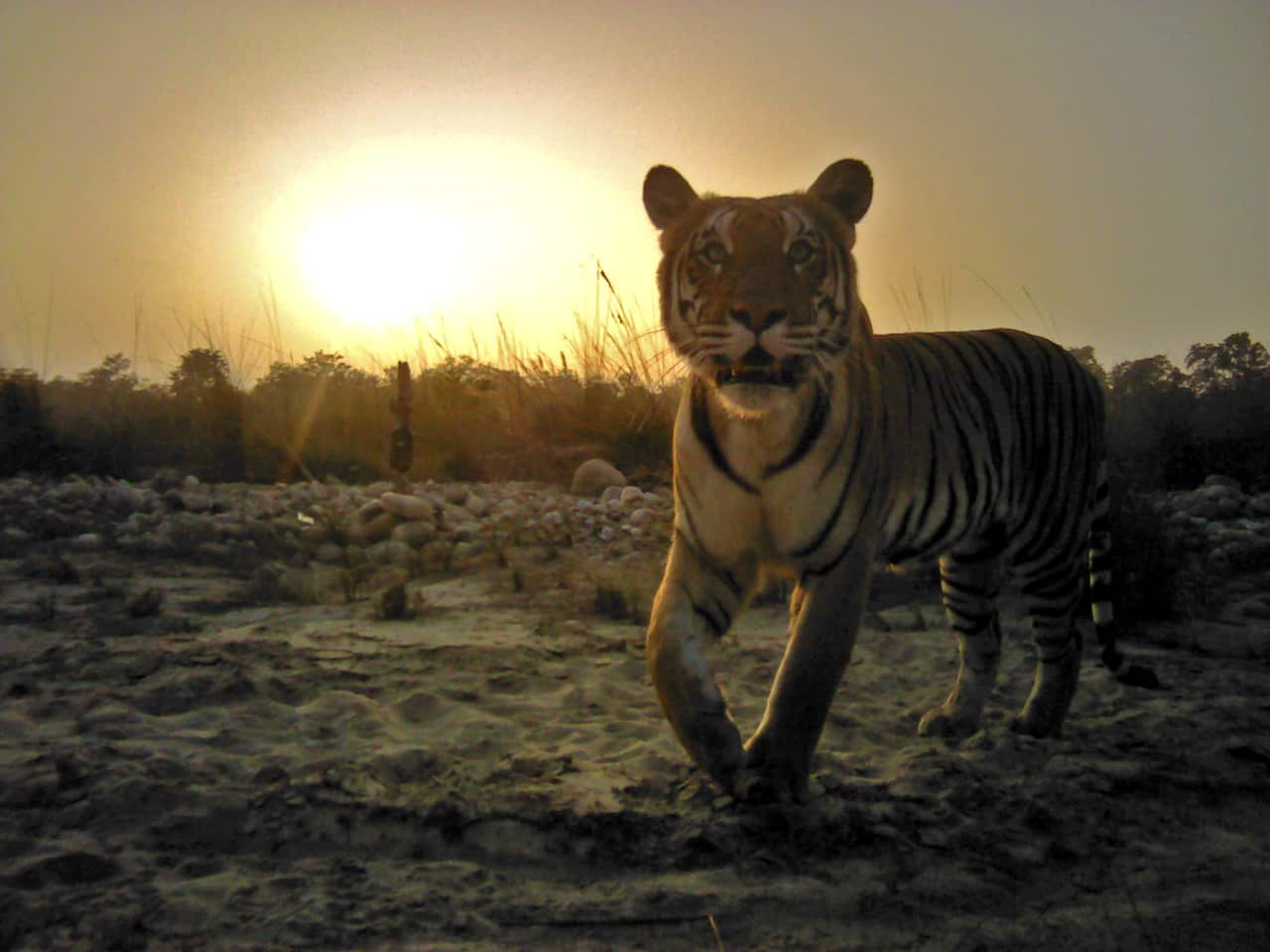 Tiger in Banke, Nepal.
