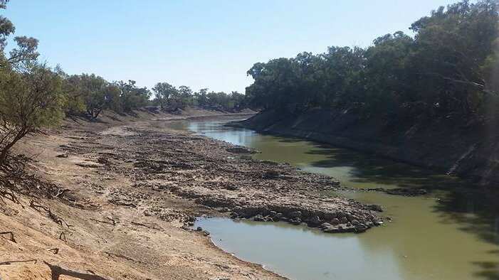 Barka River (Darling) Low flow and suffering a green algae bloom 2018.  