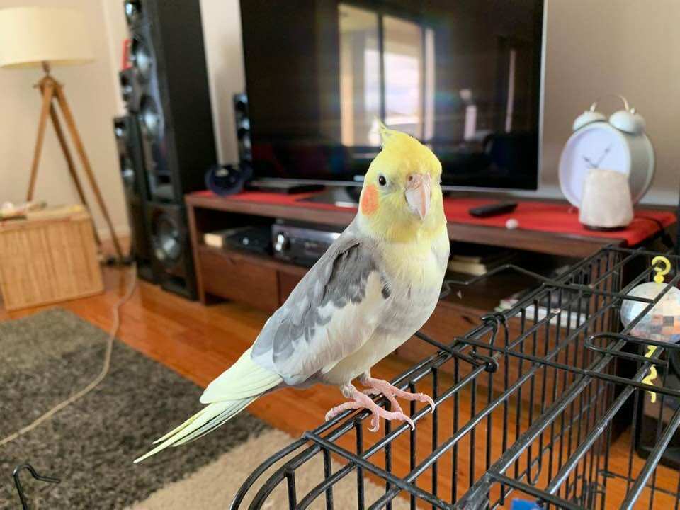 Benny the Cockatoo