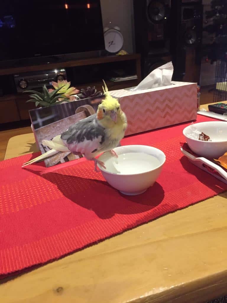 Benu eating at the Table