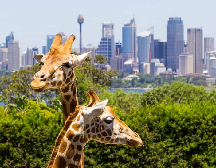 Lo zoo di Sydney