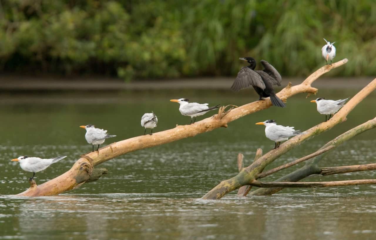 Royal Terns and Neotropical Cormorant, perched on log in river estuary (Sterna maxima) in Costa Rica