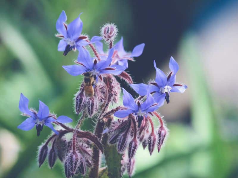 The Borage’s star-shaped, blue-purple flowers are great for attracting bees.